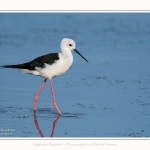 Echasse_21_07_2016_020-border