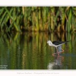 Echasse_blanche_18_07_2016_015-border