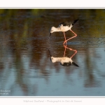 Echasse_blanche_19_07_2016_039-border