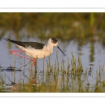 France, Somme (80), Baie de Somme, Le Crotoy, Marais du Crotoy, Échasse blanche (Himantopus himantopus - Black-winged Stilt) // France, Somme (80), Baie de Somme, Le Crotoy, Marais du Crotoy, White stilt (Himantopus himantopus - Black-winged Stilt)