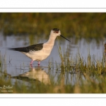 France, Somme (80), Baie de Somme, Le Crotoy, Marais du Crotoy, Échasse blanche (Himantopus himantopus - Black-winged Stilt) // France, Somme (80), Baie de Somme, Le Crotoy, Marais du Crotoy, White stilt (Himantopus himantopus - Black-winged Stilt)