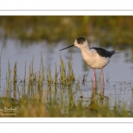 France, Somme (80), Baie de Somme, Le Crotoy, Marais du Crotoy, Échasse blanche (Himantopus himantopus - Black-winged Stilt) // France, Somme (80), Baie de Somme, Le Crotoy, Marais du Crotoy, White stilt (Himantopus himantopus - Black-winged Stilt)