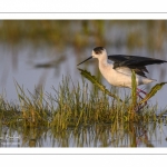France, Somme (80), Baie de Somme, Le Crotoy, Marais du Crotoy, Échasse blanche (Himantopus himantopus - Black-winged Stilt) // France, Somme (80), Baie de Somme, Le Crotoy, Marais du Crotoy, White stilt (Himantopus himantopus - Black-winged Stilt)