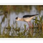 France, Somme (80), Baie de Somme, Le Crotoy, Marais du Crotoy, Échasse blanche (Himantopus himantopus - Black-winged Stilt) // France, Somme (80), Baie de Somme, Le Crotoy, Marais du Crotoy, White stilt (Himantopus himantopus - Black-winged Stilt)