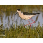 France, Somme (80), Baie de Somme, Le Crotoy, Marais du Crotoy, Échasse blanche (Himantopus himantopus - Black-winged Stilt) // France, Somme (80), Baie de Somme, Le Crotoy, Marais du Crotoy, White stilt (Himantopus himantopus - Black-winged Stilt)