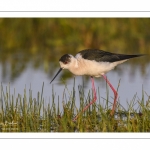France, Somme (80), Baie de Somme, Le Crotoy, Marais du Crotoy, Échasse blanche (Himantopus himantopus - Black-winged Stilt) // France, Somme (80), Baie de Somme, Le Crotoy, Marais du Crotoy, White stilt (Himantopus himantopus - Black-winged Stilt)