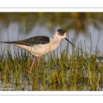 France, Somme (80), Baie de Somme, Le Crotoy, Marais du Crotoy, Échasse blanche (Himantopus himantopus - Black-winged Stilt) // France, Somme (80), Baie de Somme, Le Crotoy, Marais du Crotoy, White stilt (Himantopus himantopus - Black-winged Stilt)