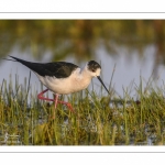 France, Somme (80), Baie de Somme, Le Crotoy, Marais du Crotoy, Échasse blanche (Himantopus himantopus - Black-winged Stilt) // France, Somme (80), Baie de Somme, Le Crotoy, Marais du Crotoy, White stilt (Himantopus himantopus - Black-winged Stilt)
