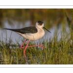 France, Somme (80), Baie de Somme, Le Crotoy, Marais du Crotoy, Échasse blanche (Himantopus himantopus - Black-winged Stilt) // France, Somme (80), Baie de Somme, Le Crotoy, Marais du Crotoy, White stilt (Himantopus himantopus - Black-winged Stilt)