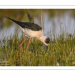 France, Somme (80), Baie de Somme, Le Crotoy, Marais du Crotoy, Échasse blanche (Himantopus himantopus - Black-winged Stilt) // France, Somme (80), Baie de Somme, Le Crotoy, Marais du Crotoy, White stilt (Himantopus himantopus - Black-winged Stilt)