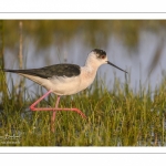 France, Somme (80), Baie de Somme, Le Crotoy, Marais du Crotoy, Échasse blanche (Himantopus himantopus - Black-winged Stilt) // France, Somme (80), Baie de Somme, Le Crotoy, Marais du Crotoy, White stilt (Himantopus himantopus - Black-winged Stilt)