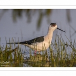 France, Somme (80), Baie de Somme, Le Crotoy, Marais du Crotoy, Échasse blanche (Himantopus himantopus - Black-winged Stilt) // France, Somme (80), Baie de Somme, Le Crotoy, Marais du Crotoy, White stilt (Himantopus himantopus - Black-winged Stilt)