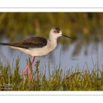 France, Somme (80), Baie de Somme, Le Crotoy, Marais du Crotoy, Échasse blanche (Himantopus himantopus - Black-winged Stilt) // France, Somme (80), Baie de Somme, Le Crotoy, Marais du Crotoy, White stilt (Himantopus himantopus - Black-winged Stilt)