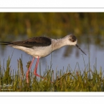 France, Somme (80), Baie de Somme, Le Crotoy, Marais du Crotoy, Échasse blanche (Himantopus himantopus - Black-winged Stilt) // France, Somme (80), Baie de Somme, Le Crotoy, Marais du Crotoy, White stilt (Himantopus himantopus - Black-winged Stilt)