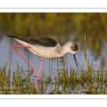 France, Somme (80), Baie de Somme, Le Crotoy, Marais du Crotoy, Échasse blanche (Himantopus himantopus - Black-winged Stilt) // France, Somme (80), Baie de Somme, Le Crotoy, Marais du Crotoy, White stilt (Himantopus himantopus - Black-winged Stilt)