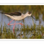 France, Somme (80), Baie de Somme, Le Crotoy, Marais du Crotoy, Échasse blanche (Himantopus himantopus - Black-winged Stilt) // France, Somme (80), Baie de Somme, Le Crotoy, Marais du Crotoy, White stilt (Himantopus himantopus - Black-winged Stilt)