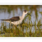 France, Somme (80), Baie de Somme, Le Crotoy, Marais du Crotoy, Échasse blanche (Himantopus himantopus - Black-winged Stilt) // France, Somme (80), Baie de Somme, Le Crotoy, Marais du Crotoy, White stilt (Himantopus himantopus - Black-winged Stilt)