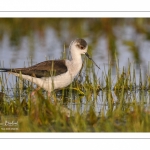 France, Somme (80), Baie de Somme, Le Crotoy, Marais du Crotoy, Échasse blanche (Himantopus himantopus - Black-winged Stilt) // France, Somme (80), Baie de Somme, Le Crotoy, Marais du Crotoy, White stilt (Himantopus himantopus - Black-winged Stilt)
