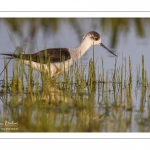 France, Somme (80), Baie de Somme, Le Crotoy, Marais du Crotoy, Échasse blanche (Himantopus himantopus - Black-winged Stilt) // France, Somme (80), Baie de Somme, Le Crotoy, Marais du Crotoy, White stilt (Himantopus himantopus - Black-winged Stilt)
