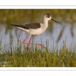 France, Somme (80), Baie de Somme, Le Crotoy, Marais du Crotoy, Échasse blanche (Himantopus himantopus - Black-winged Stilt) // France, Somme (80), Baie de Somme, Le Crotoy, Marais du Crotoy, White stilt (Himantopus himantopus - Black-winged Stilt)
