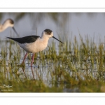 France, Somme (80), Baie de Somme, Le Crotoy, Marais du Crotoy, Échasse blanche (Himantopus himantopus - Black-winged Stilt) // France, Somme (80), Baie de Somme, Le Crotoy, Marais du Crotoy, White stilt (Himantopus himantopus - Black-winged Stilt)