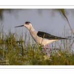 France, Somme (80), Baie de Somme, Le Crotoy, Marais du Crotoy, Échasse blanche (Himantopus himantopus - Black-winged Stilt) // France, Somme (80), Baie de Somme, Le Crotoy, Marais du Crotoy, White stilt (Himantopus himantopus - Black-winged Stilt)