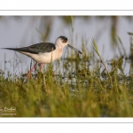 France, Somme (80), Baie de Somme, Le Crotoy, Marais du Crotoy, Échasse blanche (Himantopus himantopus - Black-winged Stilt) // France, Somme (80), Baie de Somme, Le Crotoy, Marais du Crotoy, White stilt (Himantopus himantopus - Black-winged Stilt)