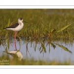 France, Somme (80), Baie de Somme, Le Crotoy, Marais du Crotoy, Échasse blanche (Himantopus himantopus - Black-winged Stilt) // France, Somme (80), Baie de Somme, Le Crotoy, Marais du Crotoy, White stilt (Himantopus himantopus - Black-winged Stilt)