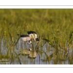 Échasse blanche (Himantopus himantopus - Black-winged Stilt) au marais du Crotoy
