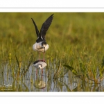 Échasse blanche (Himantopus himantopus - Black-winged Stilt) au marais du Crotoy