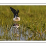 Échasse blanche (Himantopus himantopus - Black-winged Stilt) au marais du Crotoy