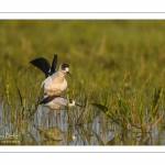 Échasse blanche (Himantopus himantopus - Black-winged Stilt) au marais du Crotoy