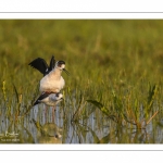 Échasse blanche (Himantopus himantopus - Black-winged Stilt) au marais du Crotoy