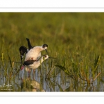 Échasse blanche (Himantopus himantopus - Black-winged Stilt) au marais du Crotoy