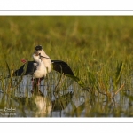 Échasse blanche (Himantopus himantopus - Black-winged Stilt) au marais du Crotoy