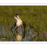 Échasse blanche (Himantopus himantopus - Black-winged Stilt) au marais du Crotoy
