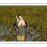 Échasse blanche (Himantopus himantopus - Black-winged Stilt) au marais du Crotoy