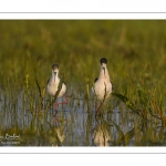 Échasse blanche (Himantopus himantopus - Black-winged Stilt) au marais du Crotoy