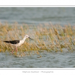 Ãchasse blanche (Himantopus himantopus - Black-winged Stilt) au hÃ¢ble d'Ault - Saison : Ã©tÃ© - Lieu : Le HÃ¢ble d'Ault, Baie de Somme,Ault, Cayeux-sur-mer,Somme, Picardie, France