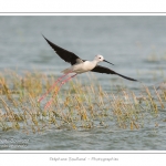 Ãchasse blanche (Himantopus himantopus - Black-winged Stilt) Ã  l'envol au hÃ¢ble d'Ault - Saison : Ã©tÃ© - Lieu : Le HÃ¢ble d'Ault, Baie de Somme,Ault, Cayeux-sur-mer,Somme, Picardie, France