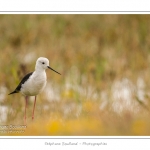 Ãchasse blanche (Himantopus himantopus - Black-winged Stilt) au hÃ¢ble d'Ault - Saison : Ã©tÃ© - Lieu : Le HÃ¢ble d'Ault, Baie de Somme,Ault, Cayeux-sur-mer,Somme, Picardie, France