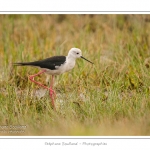 Ãchasse blanche (Himantopus himantopus - Black-winged Stilt) au hÃ¢ble d'Ault - Saison : Ã©tÃ© - Lieu : Le HÃ¢ble d'Ault, Baie de Somme,Ault, Cayeux-sur-mer,Somme, Picardie, France