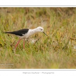 Ãchasse blanche (Himantopus himantopus - Black-winged Stilt) au hÃ¢ble d'Ault - Saison : Ã©tÃ© - Lieu : Le HÃ¢ble d'Ault, Baie de Somme,Ault, Cayeux-sur-mer,Somme, Picardie, France