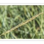 Élyme des sables (Seigle de mer, Grand Oyat, Leymus arenarius, Elymus arenarius)