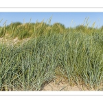 Élyme des sables (Seigle de mer, Grand Oyat, Leymus arenarius, Elymus arenarius)