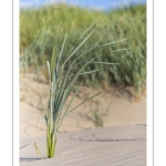 Élyme des sables (Seigle de mer, Grand Oyat, Leymus arenarius, Elymus arenarius)