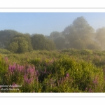 Le marais d'Epagne-Epagnette - vallée de la Somme