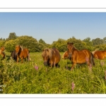 Le marais d'Epagne-Epagnette - vallée de la Somme
