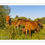 Le marais d'Epagne-Epagnette - vallée de la Somme