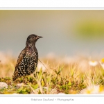 Ãtourneau sansonnet (Sturnus vulgaris - Common Starling) dans les galets du hÃ¢ble d'Ault - Saison : Ã©tÃ© - Lieu : HÃ¢ble d'Ault, Cayeux-sur-mer / Ault,Somme, Picardie, France